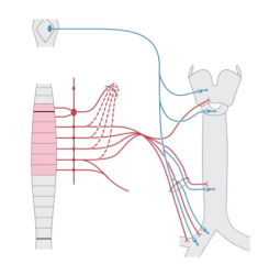 The sympathetic chain (lower cervical and upper thoracic levels) dilates the bronchioles (bronchodilation) vasoconstriction, and decreased mucous secretion.