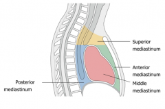 Anterior: Sternum
Posterior: Vertebral bodies
Superior: Superior thoracic aperture
Inferior: Diaphragm