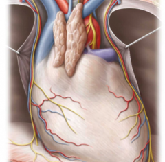The pericardiacophrenic arteries and veins which are branches from the internal thoracic artery and vein (mammary artery and vein)
