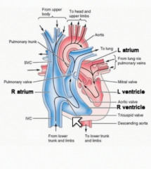 The Right Atrium->
The Right Ventricle-pulmonary veins-lungs-pulmonary arteries-
The Left Atrium->
The Left Ventricle