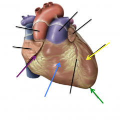 Coronary Sulcus (purple)
Right Ventricle (blue)
Apex (green)
Left Ventricle (yellow)