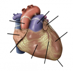 It wraps around the heart posteriorly and is inferior to the right atrium, it does not cross the great vessels.