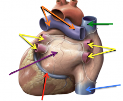 Pulmonary arteries (orange)
Pulmonary veins (yellow)
Left atrium (purple)
Coronary Sinus (red)
SVC (green) and IVC (blue)