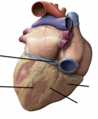 The intersection of the four chambers of the heart where the coronary sinus empties into the right atrium and intersects with the posterior interventricular sulcus.