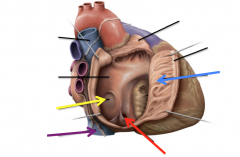 Opening of the coronary sinus (red)
IVC (purple)
Pectinate muscles (blue)
Fossa Ovalis (yellow)