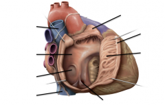 On the anterior wall of the right atrium