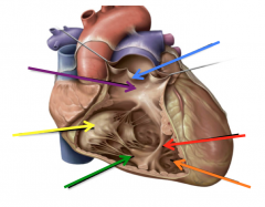 In the right ventricle attached to the papillary muscles which helps coordinate the electric system of the heart with the valve contraction