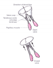 The atrioventricular valves including the tricuspid valve of the right ventricle and the bicuspid valve of the left ventricle. These valves need a papillary contraction to move
