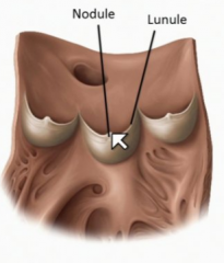 Above the right and left cusps of the aortic valve