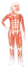 Your skeletal muscles move your bones