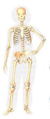 your bones provide a frame to support and protect body parts