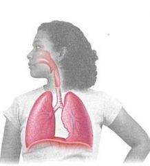 lungs absorb oxygen and release carbon dioxide