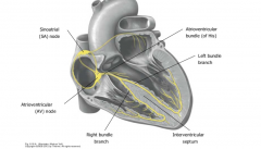 The SA node located where the SVC enters the right atrium. This is the pacemaker of the heart and sets the HR at 60-70 bpm