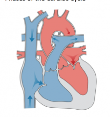 The atria and the ventricles are relaxed
All valves closed
atria filling