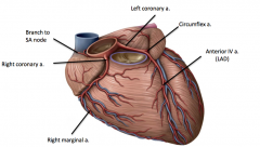 It travels around the right side of the heart in the coronary sulcus and gives a branch to the SA node, a branch to the right margin (feeds right ventricle), and posterior IV branch