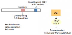 - Jasmonate-ZIM-Domain Proteine
- negative Regulatoren, Co-Rezeptor
- Abbau hebt Hemmung des Jasmonatweges auf