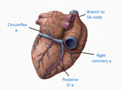 60-70% of people are right arterial dominant (PIV arises from the right coronary artery)
15% arises from the circumflex artery (left arterial dominance)
15% is shared