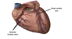 The great cardiac vein which drains the left and right ventricles and interventricular septum on the anterior side.