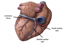 The middle cardiac vein