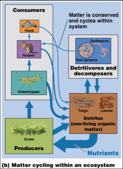 Matter is recycled within ecosystems
Outputs: heat, water flow, and waste