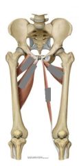 Medial compartment of thigh muscles