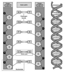 DNA is made of 2 polynucleotide strands linked by hydrogen bonds between adjacent bases