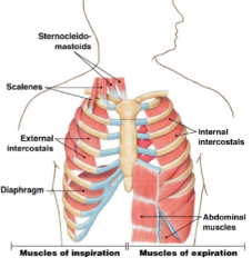 Diaphragm muscle

Upper airway muscle

Sternocleidomastoids

Scalenes

External intercostals