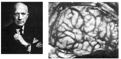 (1891-1976) 

Mapping of brain function in awake humans 



