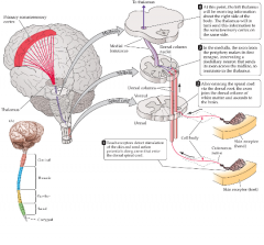 1. Afferents enter at appropriate level of spinal cord; preserving order and location of origin 

2. Ascend to brainstem on the same side, synapsing in dorsal root at medulla 

3. Postsynaptic cell axons cross midline at medulla 

