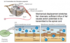 mechanoreceptor.
Mechanical displacement stretches Na+ channels; sufficient influx of Na+ causes action potentials to be transmitted to the spinal cord 

