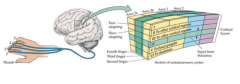 orderly somatotopic maps in cortex.

Columnar organization by body part and receptor type

