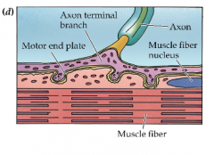 ACH (acetylcholine) is released at NMJ;  depolarizes muscle fiber, triggers action potentials in muscle fibers. 

Muscle fibers have many nicotinic cholinergic receptors.