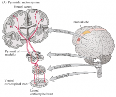 Motor commands arise in primary motor cortex, M1 
