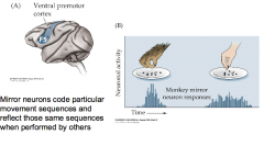Mirror neurons code particular movement sequences and reflect those same sequences when performed by others

