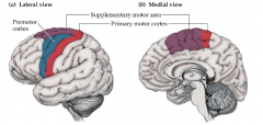 coordination and initiation

Additional cortical motor areas like :
Supplementary Motor Area (SMA),
Premotor cortex