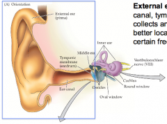 External, middle, inner ear
