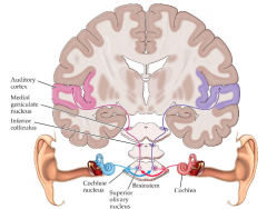 cochlear nucleus monaural, higher areas binaural 

Auditory information is processed at multiple levels of the brainstem before reaching inferior colliculus and thalamus 

Each stage of processing has a “tonotopic” map 

Stage after cochlear ...