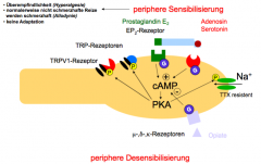 Opiate: könne der Synthese von cAMP entgegenwirken, so dass die Phosphorylierung gehemmt wird.
Prostaglandin, Adenosine etc.: aktivieren G-Protein gekoppelte Rezeptoren: diese führen zu langanhaltenden Reaktionen, PKA kann dazu führen dass TRP ...
