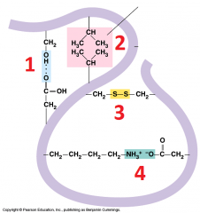 Lable the diagram of a tertiary protein structure 
