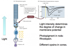 hyperpolarizes them.

Light intensity determines the degree of change in membrane potential 

Photopigment in rods: Rhodopsin. 

Different opsins in cones.