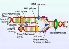 1. DNA helicase unzips the double helix.
2. Primase makes short RNA primer for new strand to attach to.
3. DNA polymerase synthesizes complementary strand.
4. DNA ligase ligates (attaches) DNA pieces to form a continuous strand. 