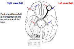 Ganglion cell axons form optic nerve; nasal ½ cross at optic chiasm 

Each visual hemi-field is represented on the opposite side of the brain