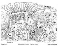 celler med cilier (flimmerhår), begerceller (slimproduksjon), basale celler (stamceller) og et lite antall børsteceller