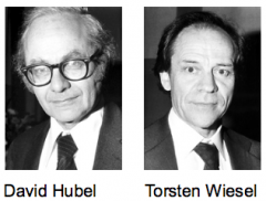 Hubel & Wiesel
