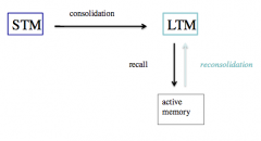 Retrieval of memories from LTM renders them susceptible to change