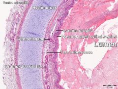 Tela submucosa- glatt musklatur