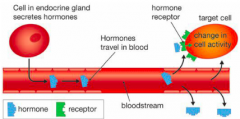 Hormones are produced in small amounts and travel through the blood to act on particular cells in the body known as target cells. 


Different hormones have different chemical structures therefore their shape varies. Within cells are receptors. A ...