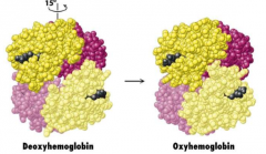 Goes through a conformational change from oxyhemoglobin to deoxyhemoglobin 