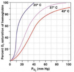 When you increase temperature, you decrease the amount of Hb being saturated by O2 