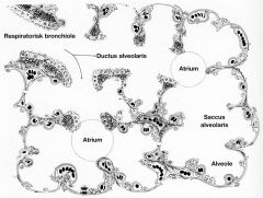 Terminal bronkiole - fortsatt ikke alveoler
Respiratorisk bronkiole - alveoler
Ductus alveolaris -alveoleganger (mange alveoler, lite bronkioler)
Atrium - Hotellet
Saccus alveolaris (suiten med mange rom)
Alveoler - enkeltrom